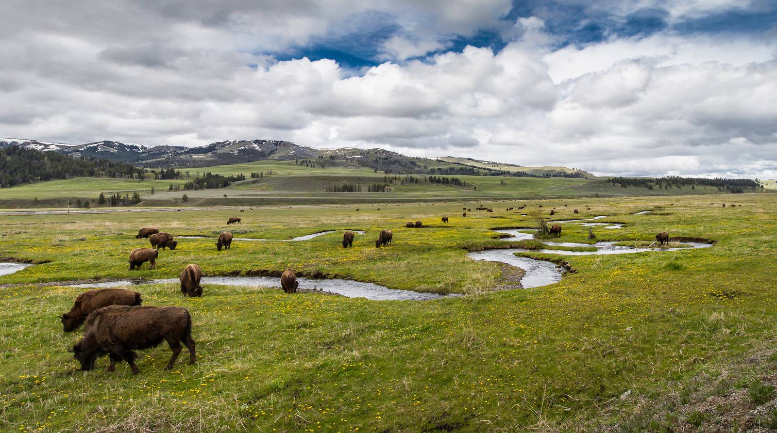 A herd of buffalo grazing along a winding creek in a green valley, with snow-capped mountains behind
